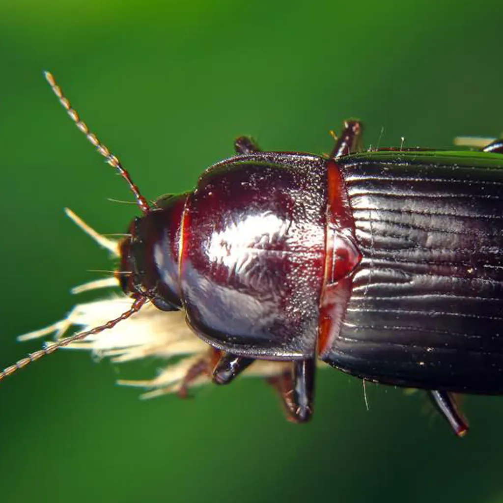 Escarabajo Zabrus tenebrioides,Insectos polinizadores,Plagas de cultivos,Control biológico,Feromonas sexuales,Control de población,Agricultura sostenible,Ecología de insectos,Control de plagas,Manejo de cultivos,Biodiversidad,Impacto ambiental,Ecosistemas agrícolas,Insecticidas,Pesticidas,Rotación de cultivos,Trampas para insectos,Insectos,beneficiosos,Manejo integrado de plagas,Agricultura de precisión